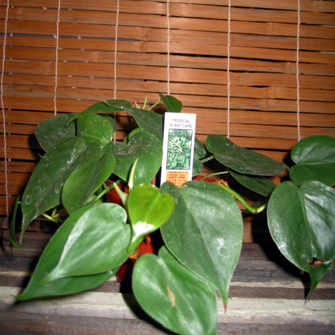 Philodendron cordatum (Heartleaf philodendron)