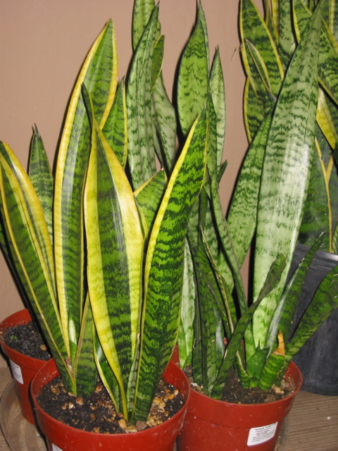 Sansevieria trifasciata (Snake plant)