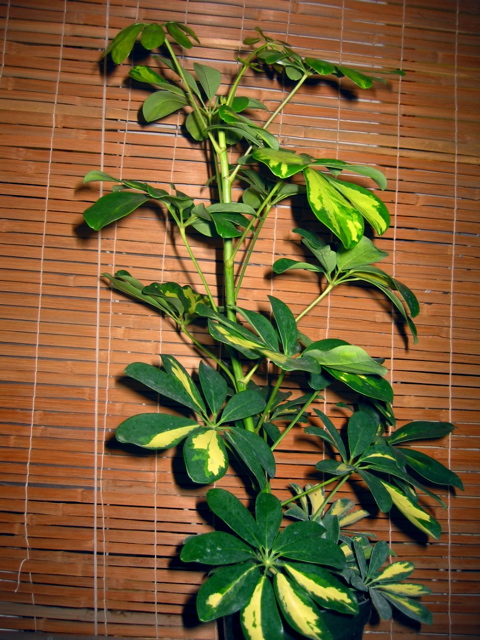 Schefflera arboricola (variegated) 