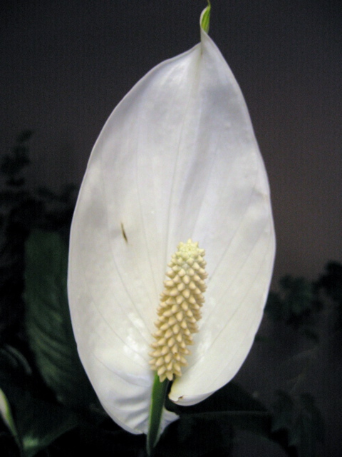 Spathiphyllum flower