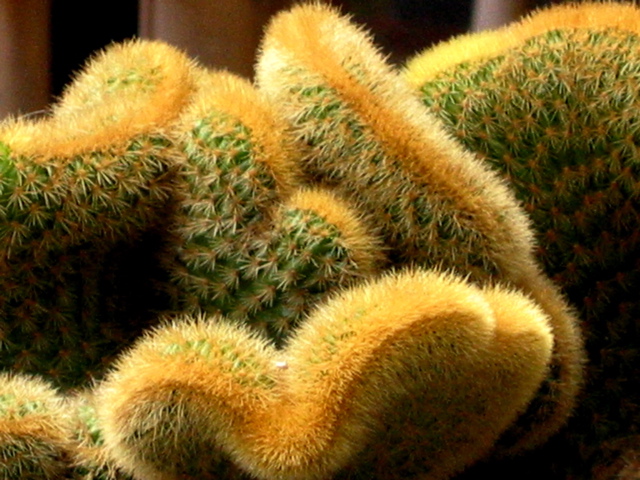 Cactus, crested