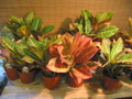 Codiaeum variegatum (Croton)