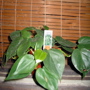 Philodendron cordatum (Heartleaf philodendron)