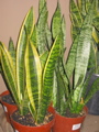 Sansevieria trifasciata (Snake plant)