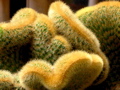 Cactus, crested