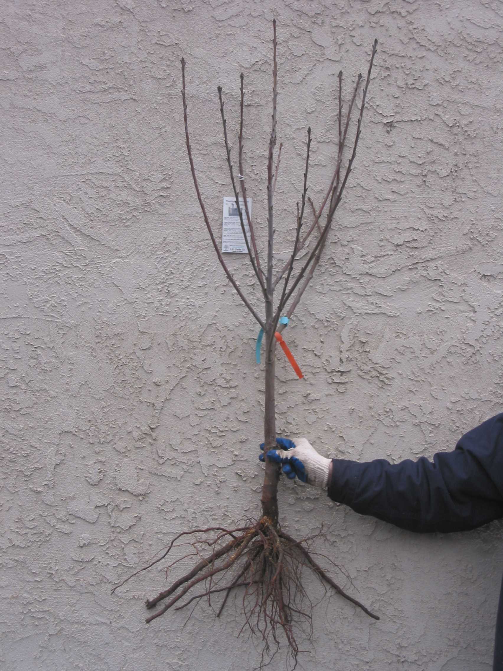 Comment planter des arbres fruitiers à racines nues