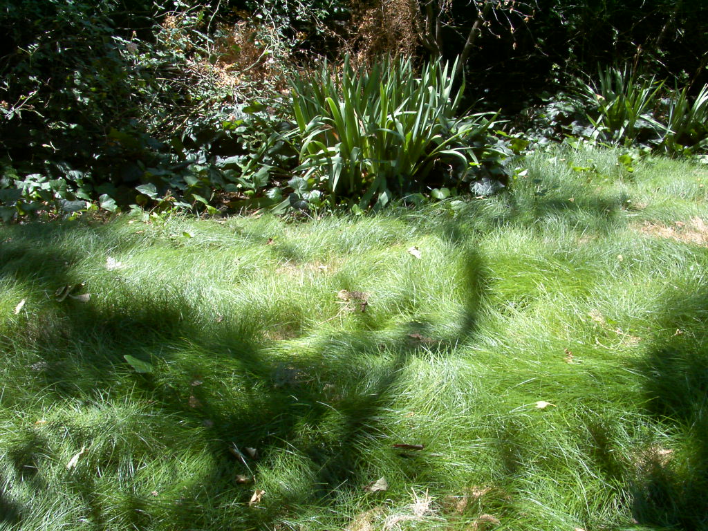 red fescue lawn