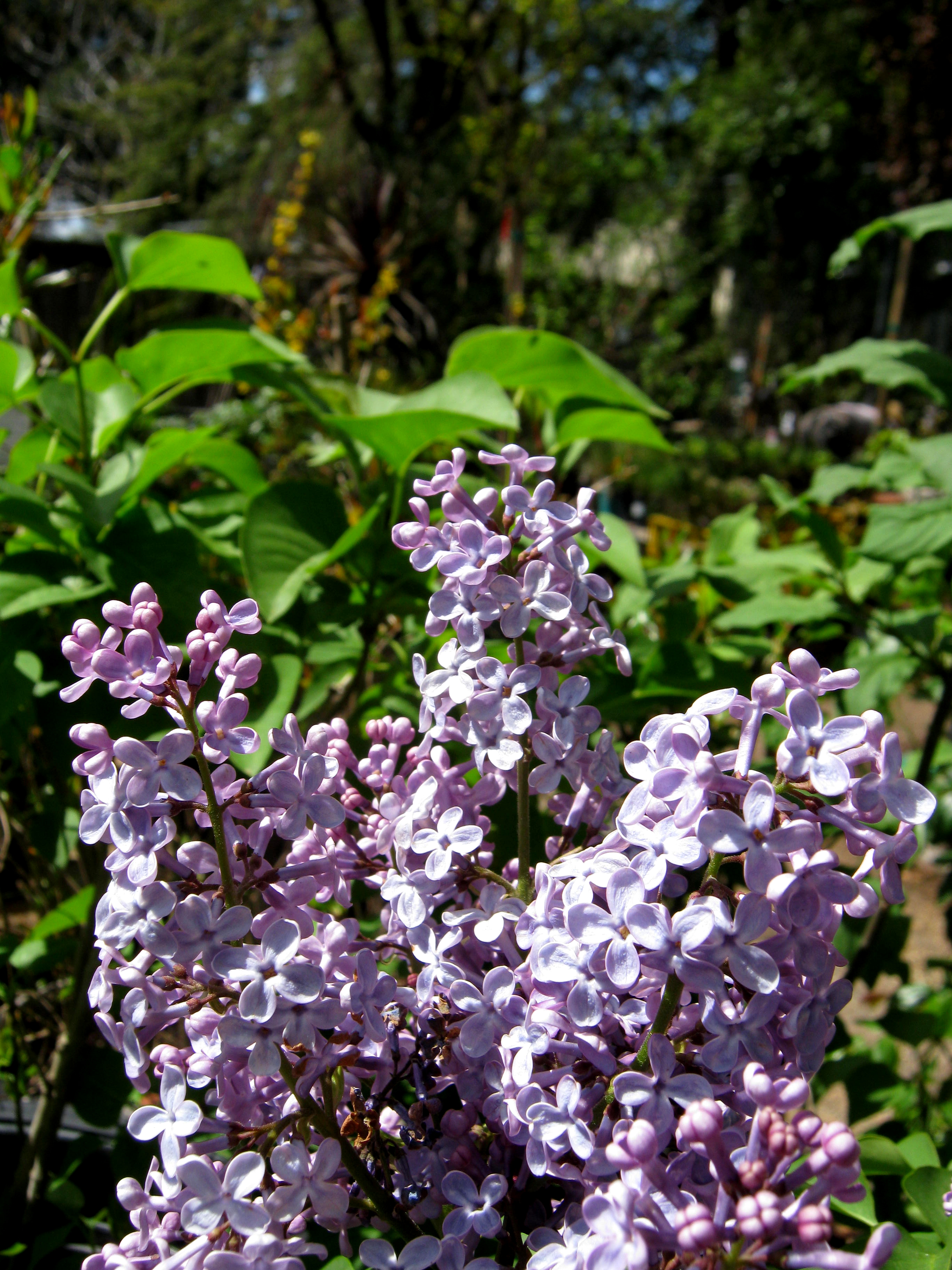 Syringa vulgaris Common lilac The traditional lilac color, this variety is ...