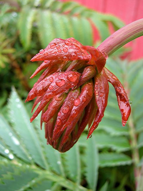 Melianthus (flower)