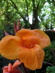 Canna Tropicana, flower