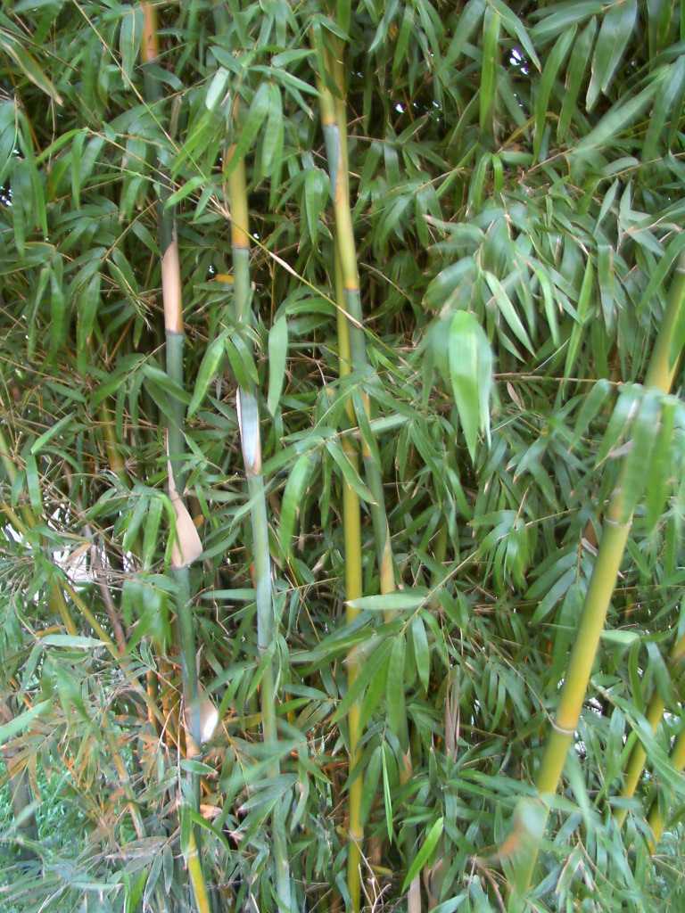bamboo