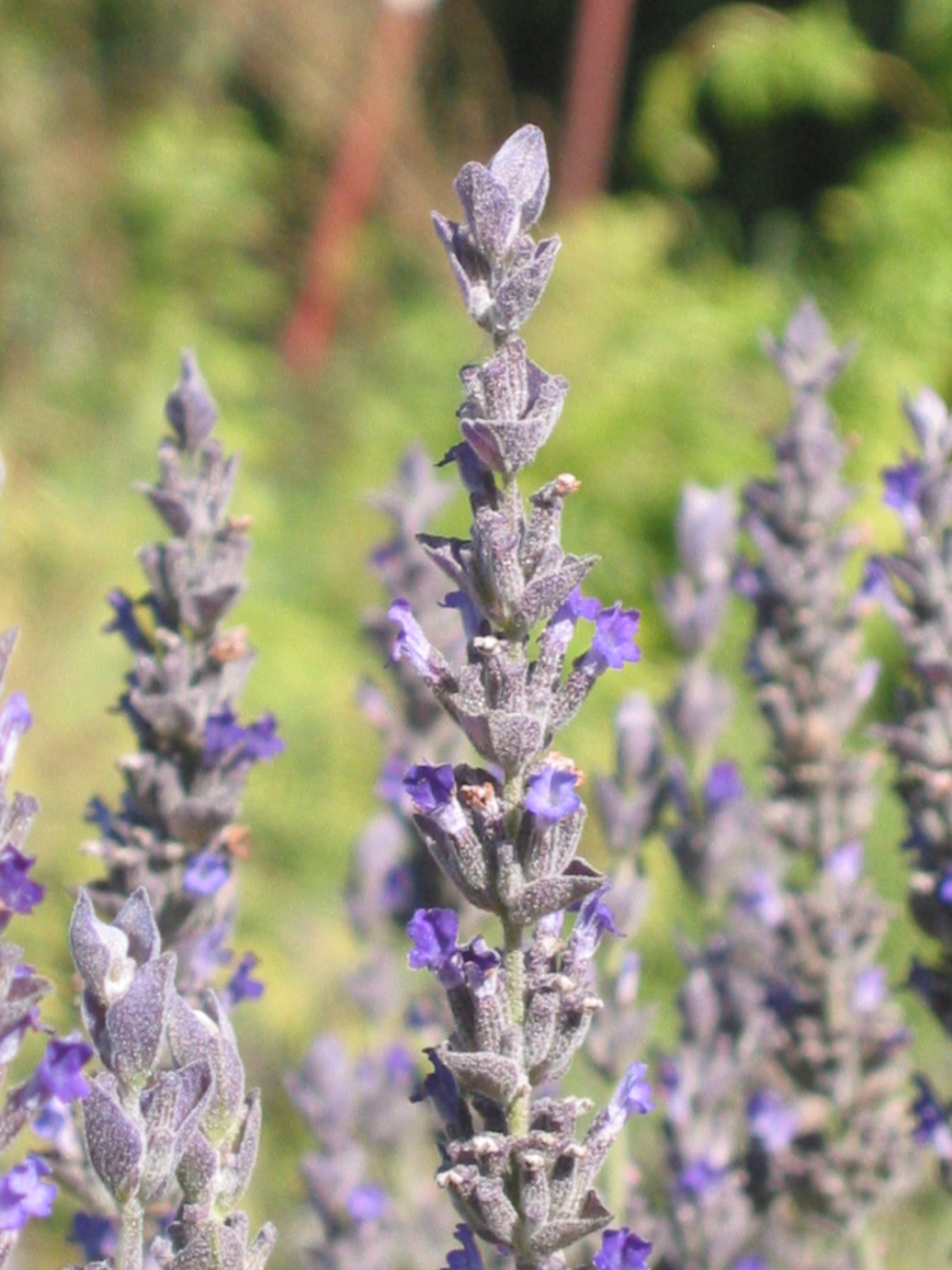 Lavandula Goodwin Creek Plant Lavandula Lavender Heterophylla