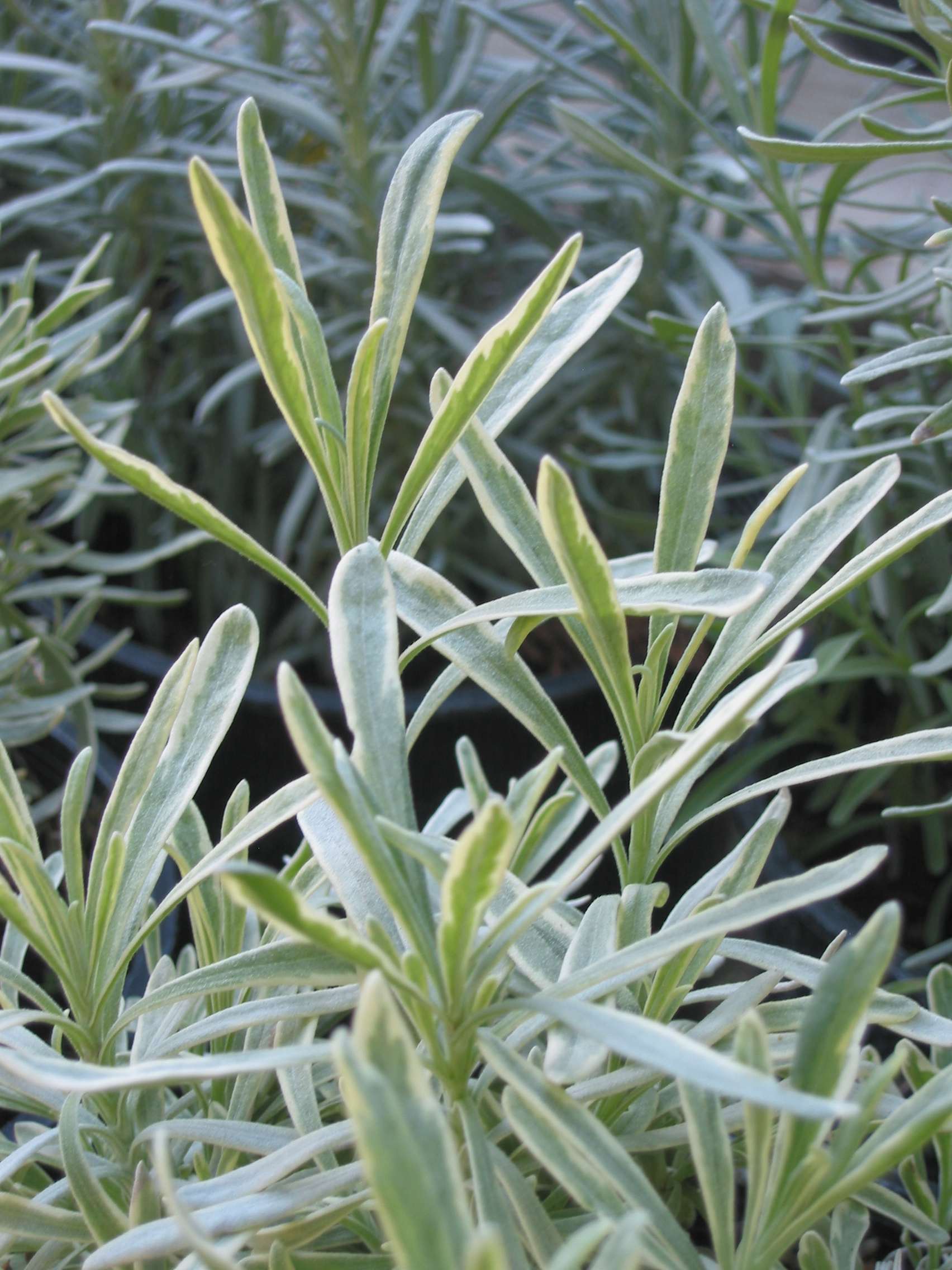 lavender plant leaves