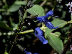 Salviaguaraniticabee