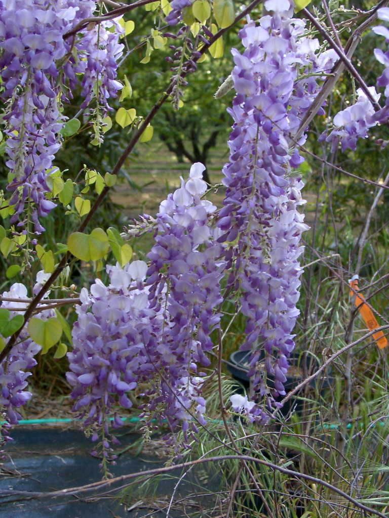 Cooke's Purple Wisteria