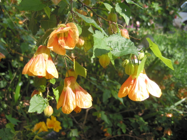 Abutilon