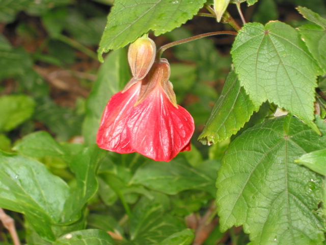 Abutilon