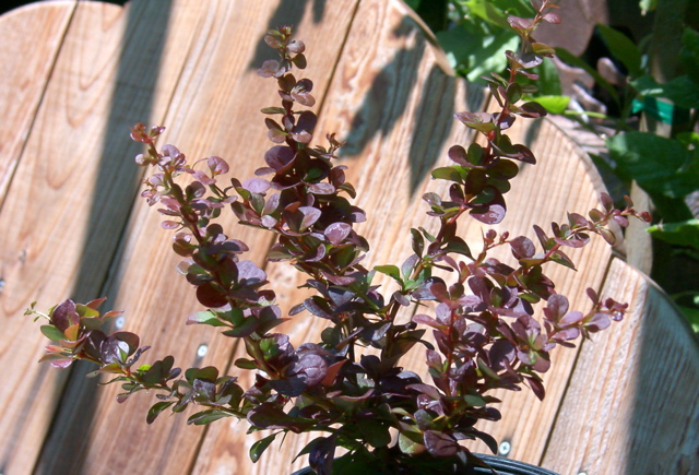 Berberis thunbergii 'Crimson Pygmy'