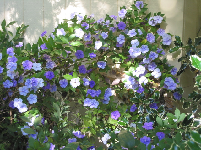 Brunfelsia