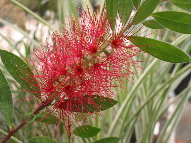 Callistemon citrinus