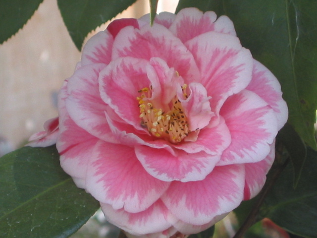 Camellia japonica