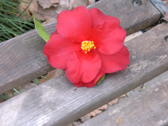 Camellia japonica 'Dark Prince'