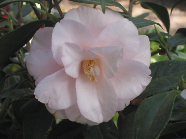 Camellia japonica 'Magnoliaflora'