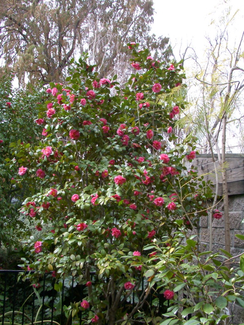 Camellia japonica at Capitol Park