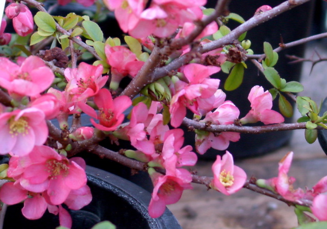 Chaenomeles japonica, pink