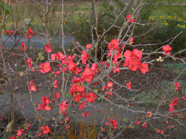 Chaenomeles japonica, red