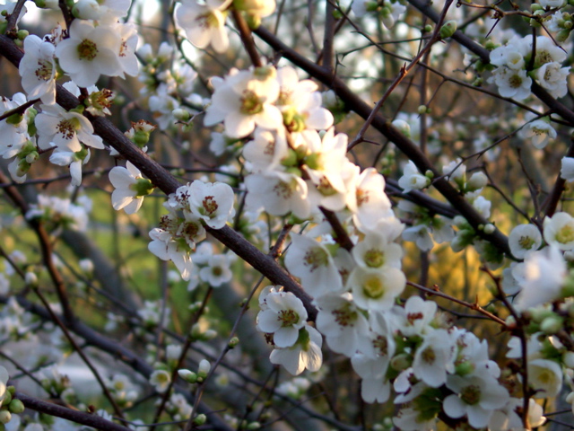 Chaenomeles japonica, white