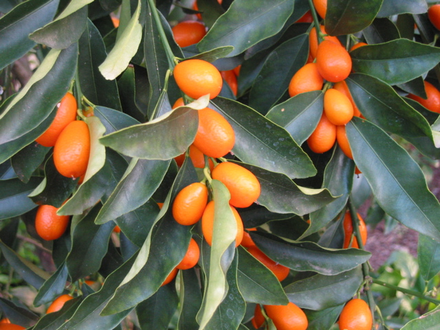 Citrus, kumquat 'Nagami'