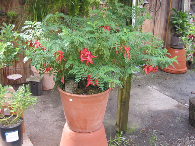 Clianthus puniceus, Pinces de homard : plantation, culture, entretien