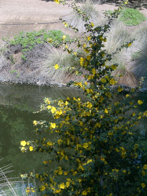 Fremontodendron