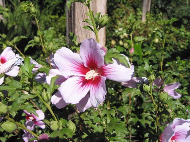 Hibiscus syriacus