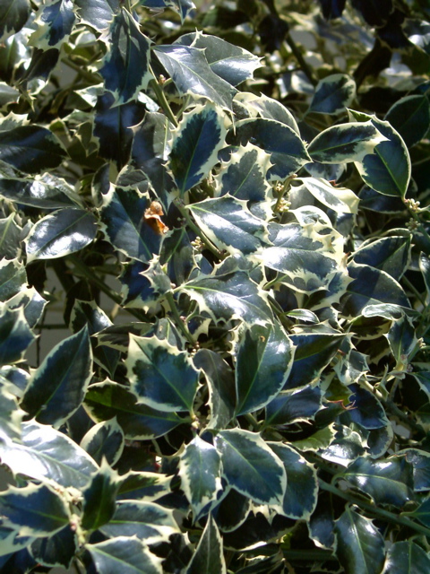 ilex aquifolium variegata