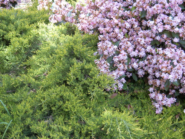 Juniper 'Old Gold' with Rhaphiolepis