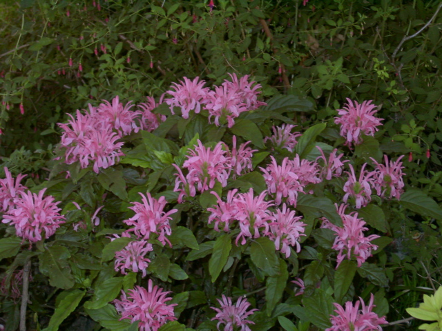 Justicea carnea