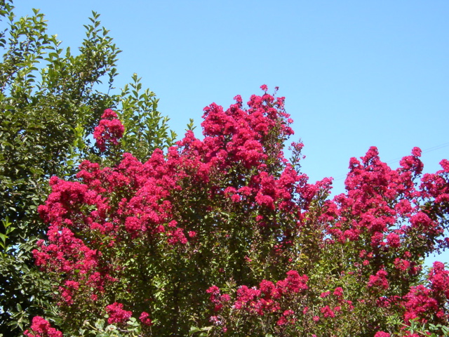 Lagerstroemia indica 'Rubra Compacta'