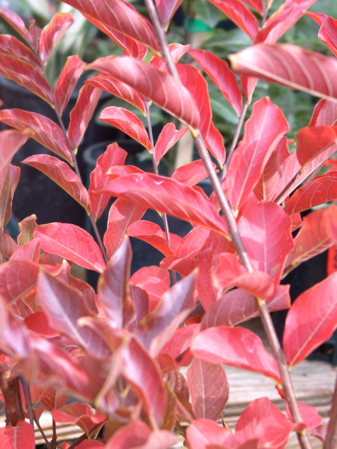 Lagerstroemia Natchez, fall