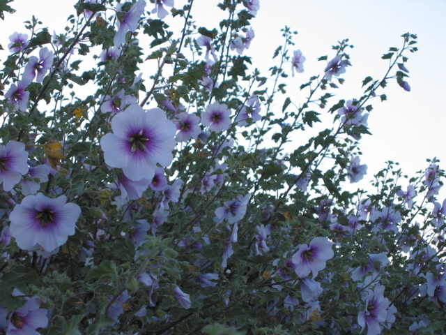 Lavatera bicolor