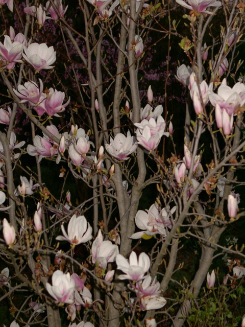 Magnolia soulangeana at night