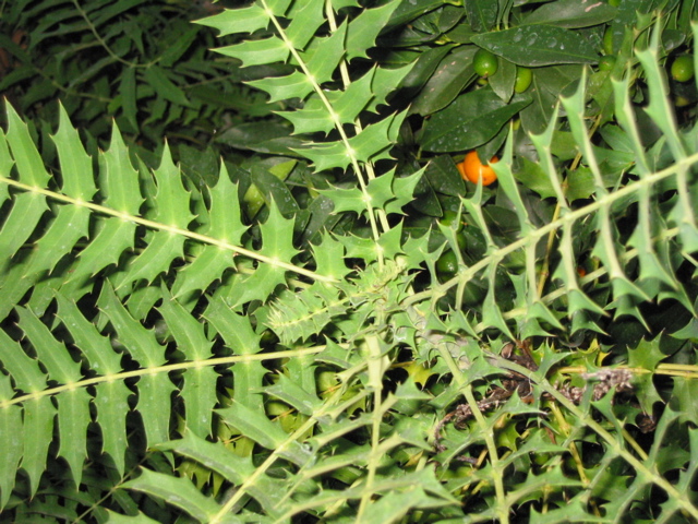 Mahonia lomariifolia