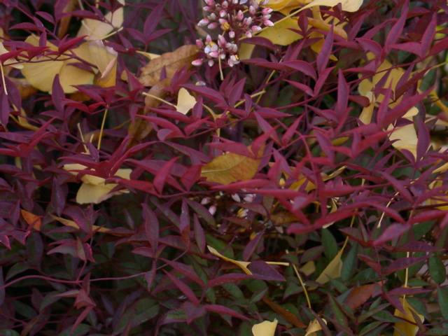 Nandina domestica, fall