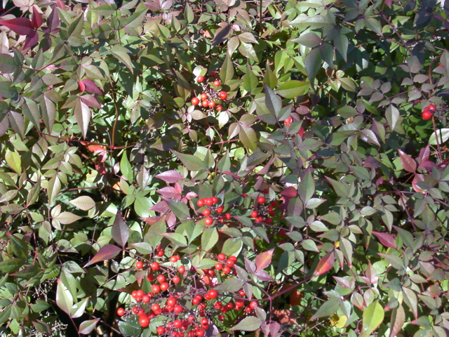 Nandina domestica, foliage with berries