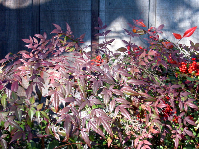 Nandina domestica, winter red foliage