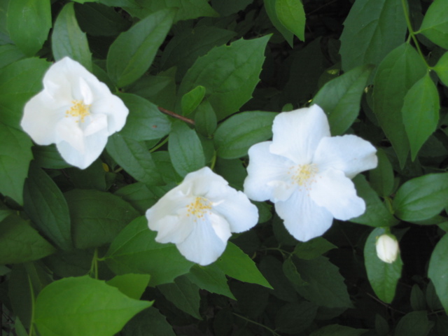 Philadelphus