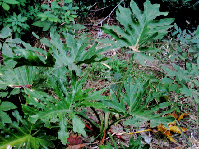 Philodendron selloum