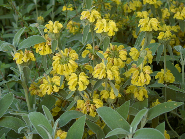 Phlomis fruticosa