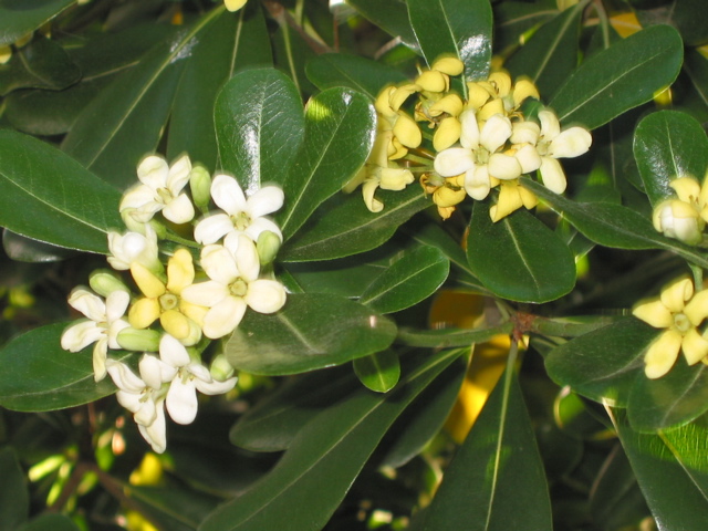 Pittosporum tobira